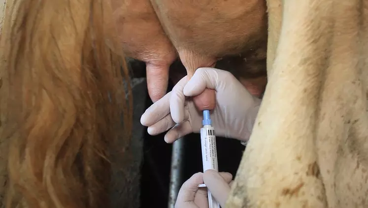 Le développement des obturateurs internes de trayon rend possible la suppression de l’utilisation d’antibiotiques au tarissement sur les vaches saines. 