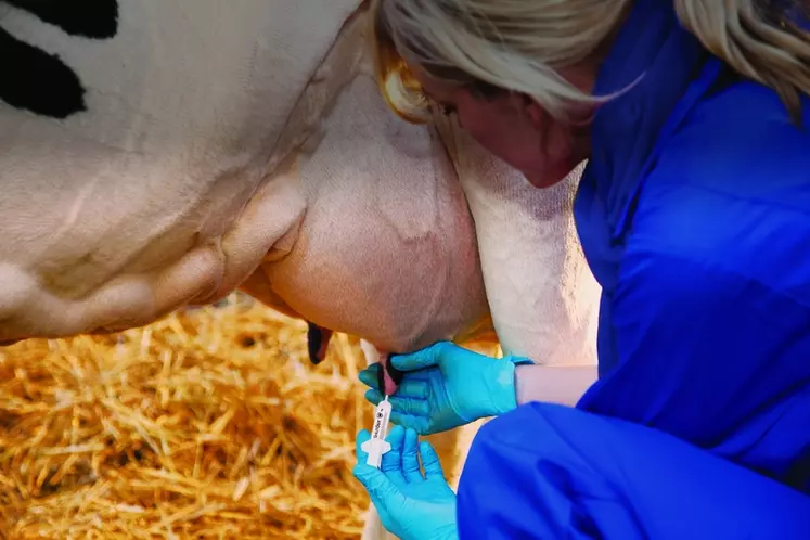 Une vache saine, ne présentant ni mammite clinique ni subclinique, ne pourra plus recevoir d’antibiotiques au tarissement.
