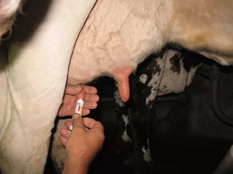 Une vache saine, ne présentant ni mammite clinique ni subclinique, ne pourra plus recevoir d’antibiotiques au tarissement.