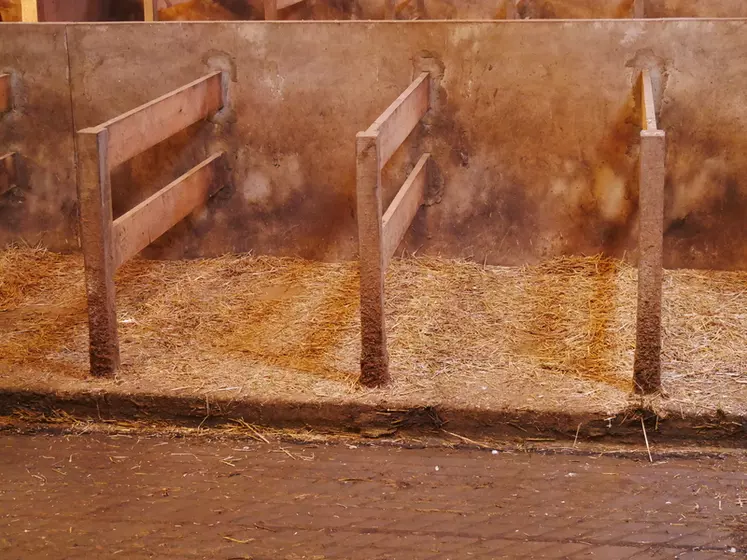 Les logettes des vaches taries sont paillées deux fois par semaine. Mais dès que cela est possible, les taries sont conduites en extérieur sur une parcelle dédiée.