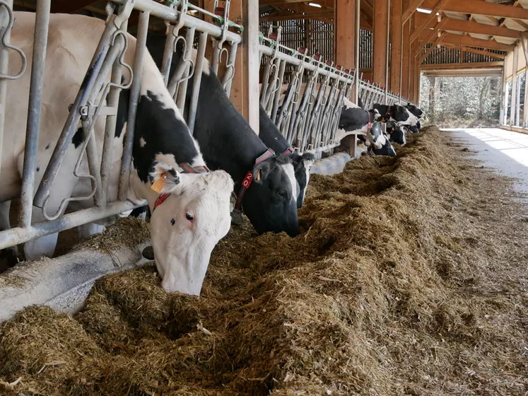 L'investissement dans un repousse-fourrage a amélioré l'efficience alimentaire des vaches.