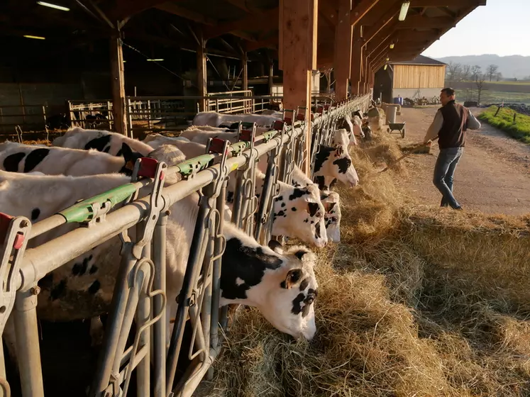 L’aire paillée de 700 m2 où logent les génisses aujourd’hui, a abrité les vaches jusqu’en 2014. Le Gaec a limité les investissements à ce qui resterait utile à terme (auge couverte et bétons).