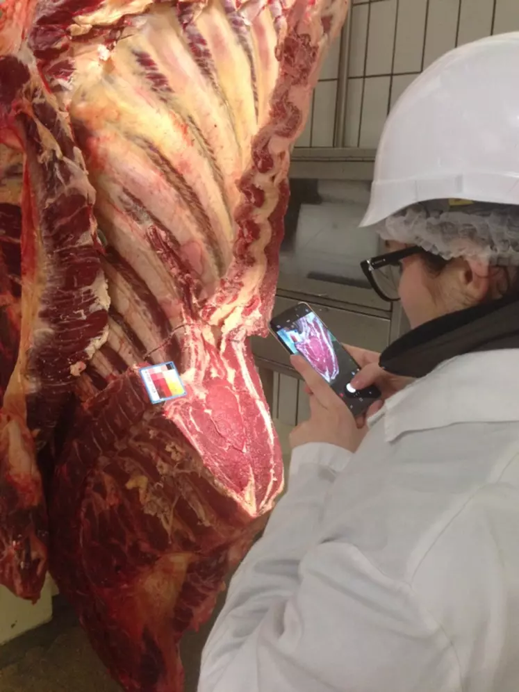 Meat@ppli évalue la teneur en gras d’une carcasse par une simple photo