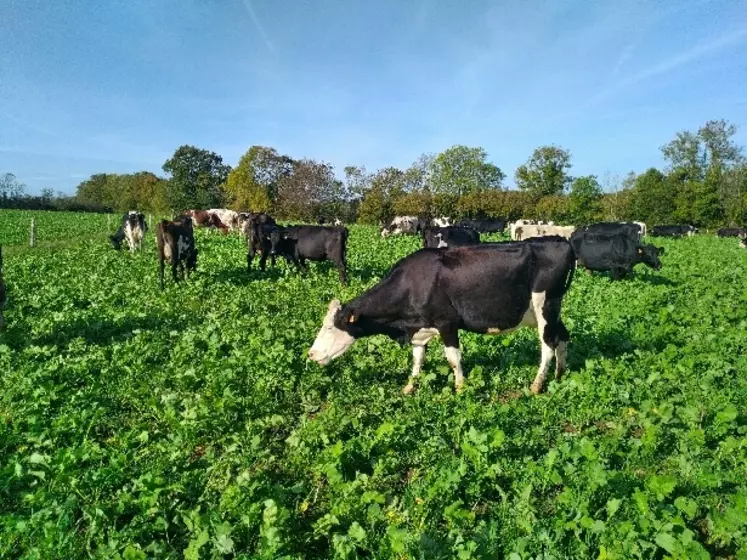 Première étape : les vaches pâturent une dérobée fourragère semée fin août sur les paddocks qui seront resemés au printemps. Une façon de réduire le laps de temps de non-pâturage.