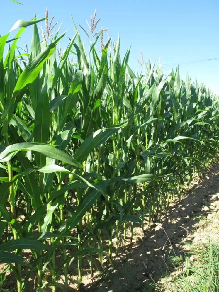 Avec un maïs entre deux prairies, il y a nettement moins d'adventices dans la nouvelle prairie, à la ferme expérimentale de La blanche maison, comparé à un sorgho multicoupe entre deux prairies. 