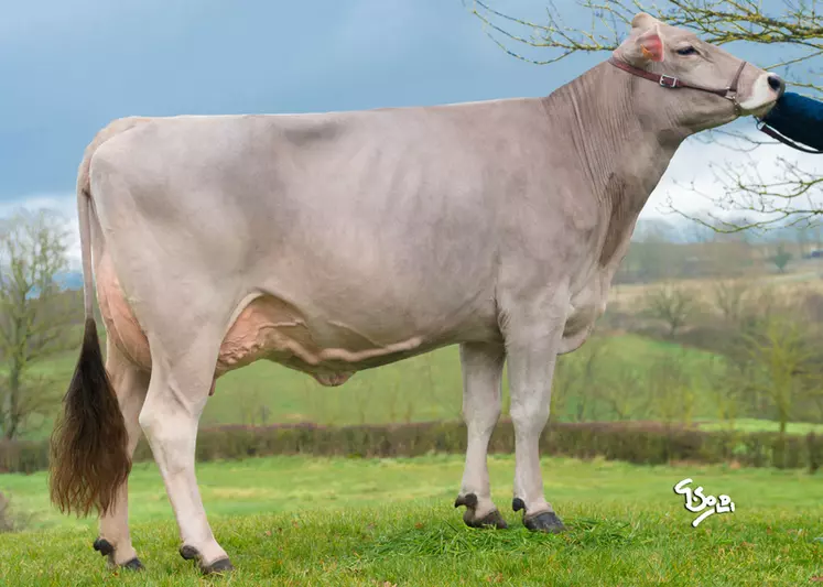 Jolie GP au Gaec Brast (12)  illustre le type de vache recherchée en race Brune : du lait, des taux, excellente mamelle, solidité du dessus, large au poitrail et une musculature suffisante..