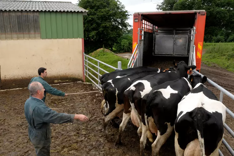 En août, les abattages de vaches laitières étaient en hausse de +3% par rapport à août 2021.