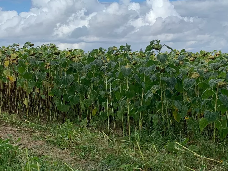 Voici le stade de récolte préconisé par Agrial pour l'ensilage de tournesol.