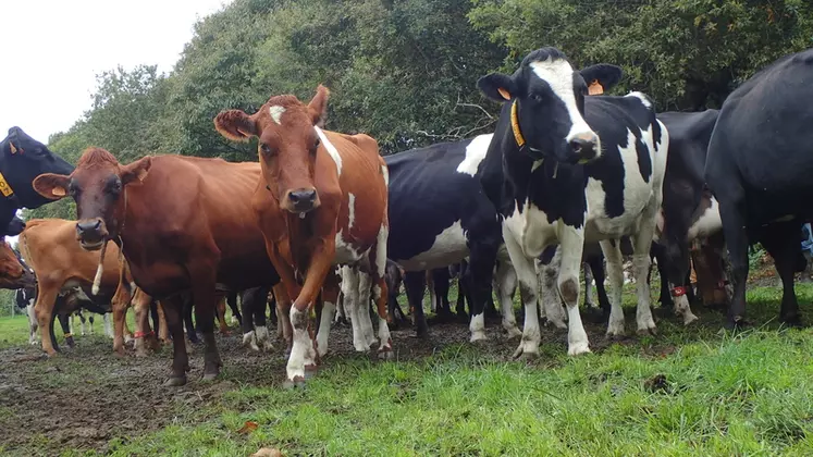 Les vaches sont réformées à 7,5 ans en moyenne. L’âge au premier vêlage est de 25 mois.