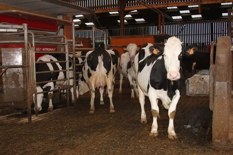 Plus le niveau de fertilité de départ du troupeau Holstein est bas, plus le croisement a un intérêt économique.