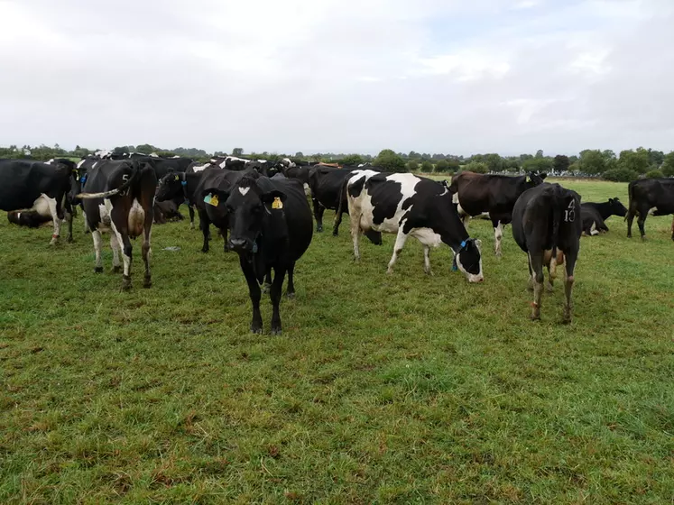 En Irlande, la ferme de Moorepark passe des vaches croisées aux Holstein-frisonnes