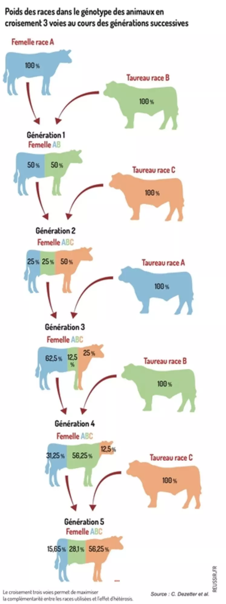 Le croisement de races bovines laitières : bon ou mauvais plan ?