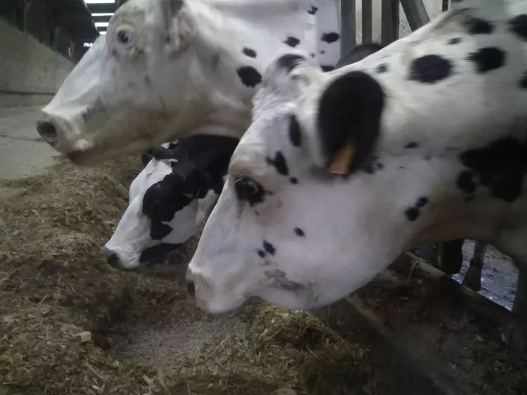 Seul un anti-inflammatoire a été administré à cette vache à l'auge enflée.