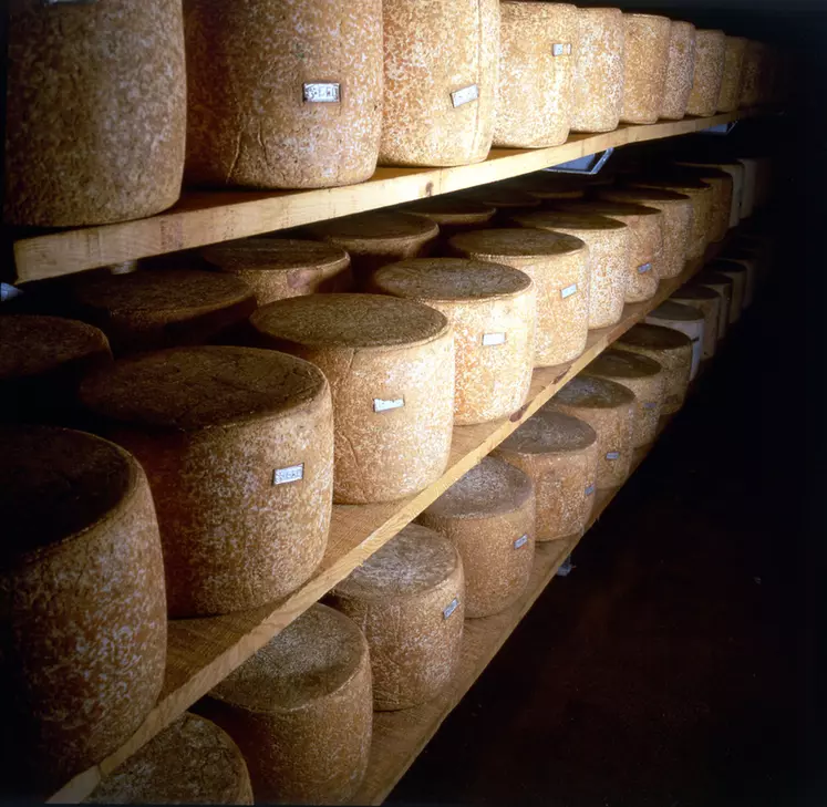 La fromagerie Dischamp fabrique des fromages AOP et autres fromages d'Auvergne et affine des fromages fermiers achetés en blanc.