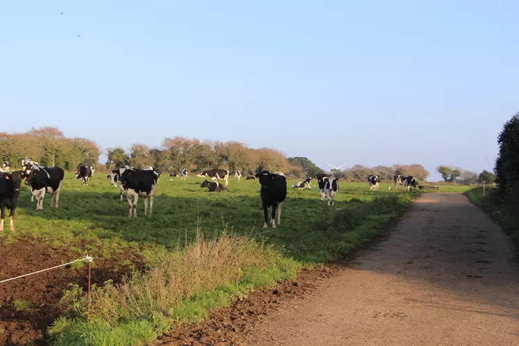 35 hectares sont accessibles des bâtiments et les éleveurs font aussi traverser des routes aux vaches pour accéder à d’autres parcelles.