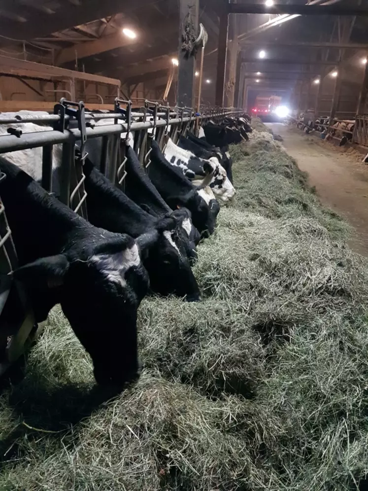 L’herbe sous différentes formes représente désormais la quasi-totalité du fourrage consommé par les vaches.