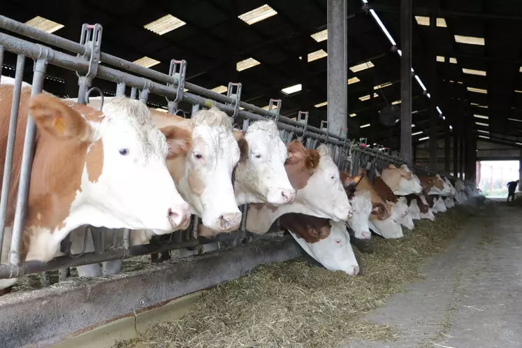 Le troupeau compte une centaine de vaches en lactation de race Simmental.
