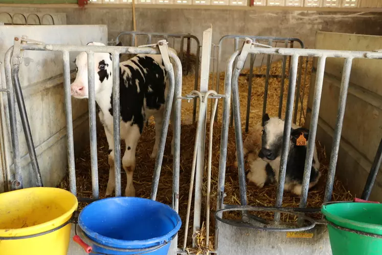 L’engraissement des jeunes bovins laitiers recule en France.