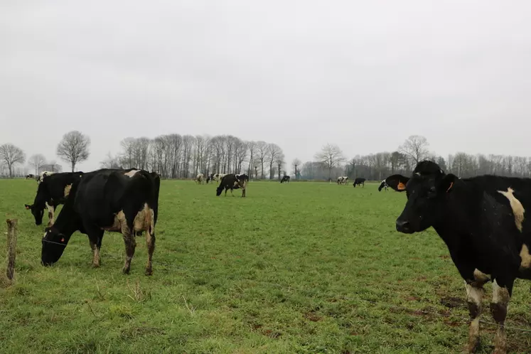 Le troupeau est resté en prim'Holstein, avec un minimum de complémentation, car Yannis Collet ne veut pas descendre en-dessous de 6 500 litres par vache, pour sortir un minimum de chiffre d'affaires.