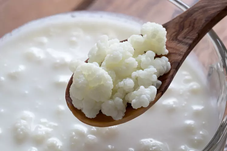 Originaire du Caucase, le kéfir est utilisé depuis des siècles en santé humaine. Le kéfir lait a l’aspect d’un yaourt liquide homogène.