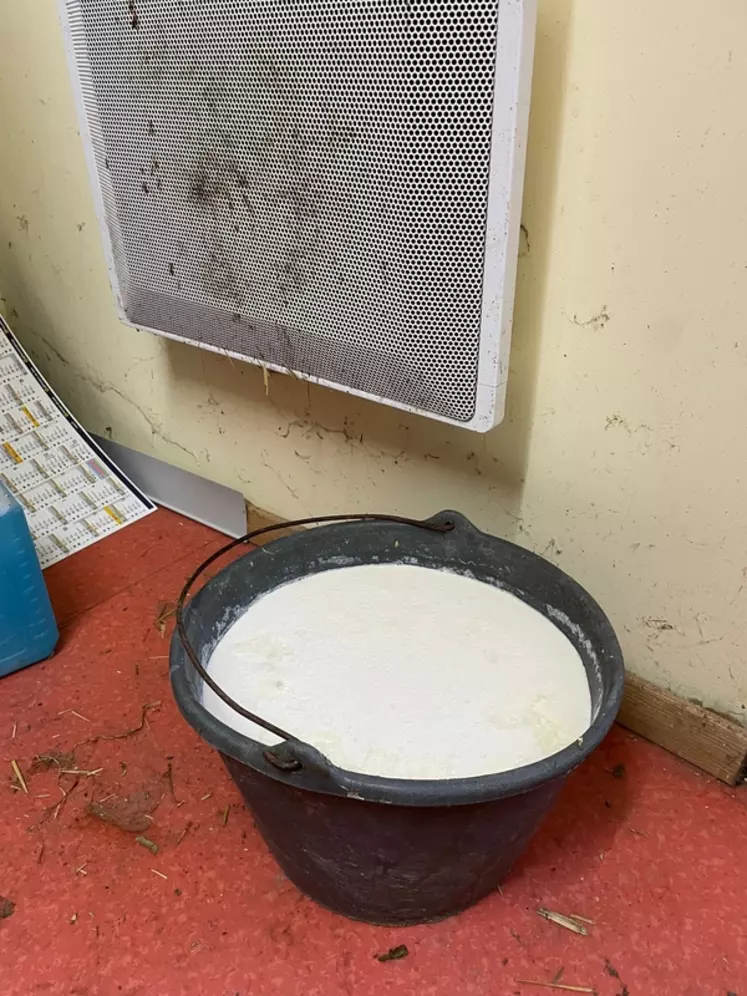 Le seau de 10 litres de lait kéfir est placé à côté du radiateur électrique du bureau de l'élevage, à proximité de la laiterie. 