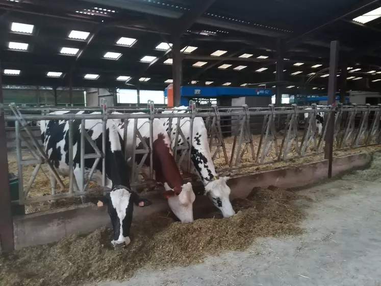 Les taries en préparation au vêlage reçoivent 25 kilos de la ration des vaches en lactation, plus 1 kilo de correcteur azoté et une minéralisation spécifique trois semaines avant le vêlage.