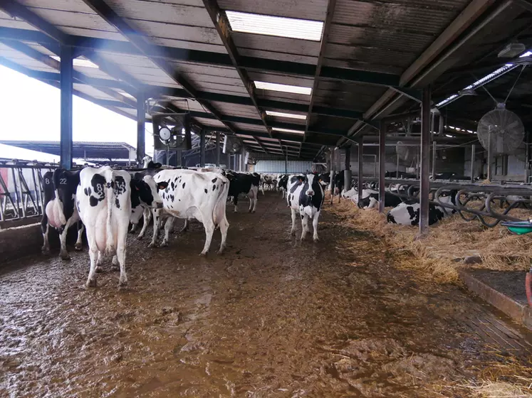 La stabulation dispose de seulement 71 logettes pour 87 vaches en moyenne. Le couloir est large car elles ne sortent pas. Le Gaec dispose de six silos (deux par fourrage).