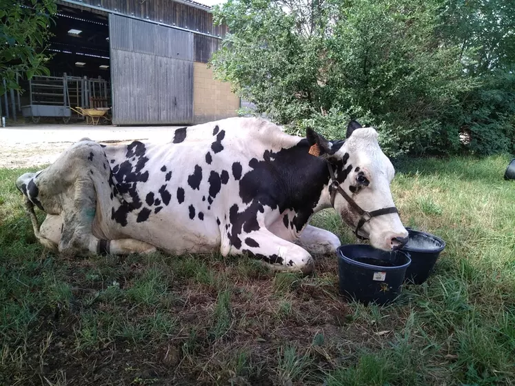 Quand elle essaie de se lever ou lorsqu’on la met debout à la pince, cette vache ne regroupe pratiquement pas les postérieurs et ne parvient pas véritablement à pousser dessus.