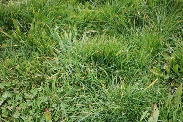 Pour le Bale Grazing, Hicham Legrand utilise du foin plutôt que de l'enrubanné, pour réensemencer le sol en graminées. Les 15% de foin qui retournent au sol enrichissent celui-ci, et ont permis de ramener du ray-grass dans cette parcelle qui était trop garnie de trèfles.
