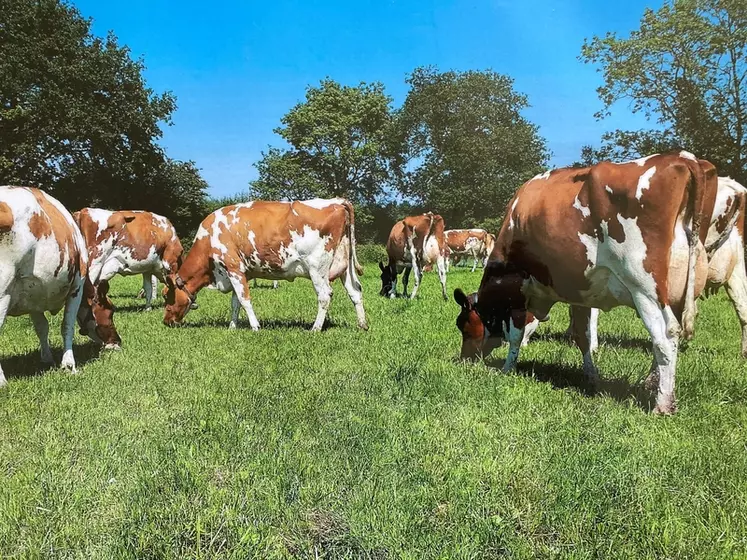Au pâturage, les vaches reçoivent un complément d’ensilage de maïs d’au minimum 8 kg MS/j pour assurer un bon niveau de production sans perte d’état corporel.