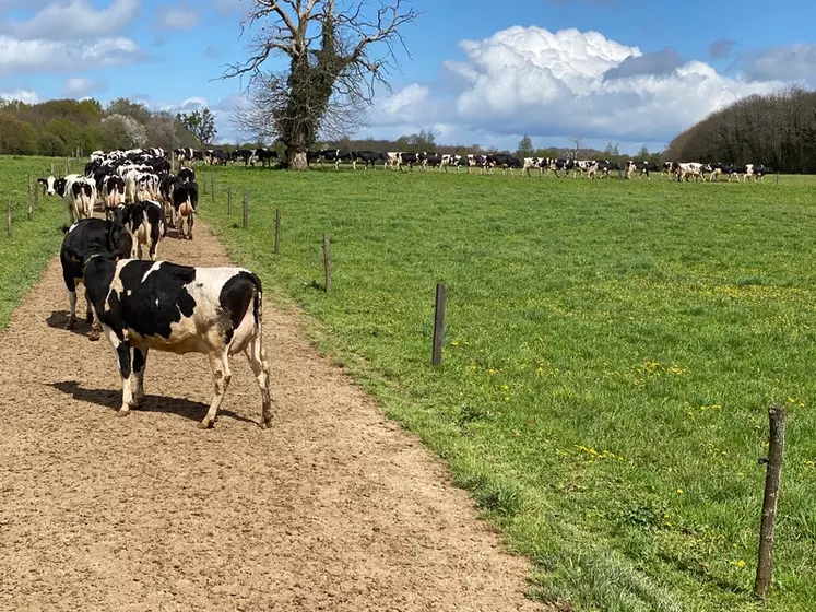 chemin pâturage vaches prim'Holstein