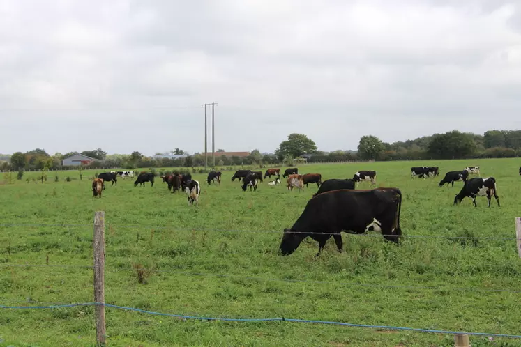 Le troupeau croisé Holstein, jersiaise et rouge scandinave a de très bons résultats de reproduction : 64 % de réussite en première IA en vache, 73 % en génisses en ...