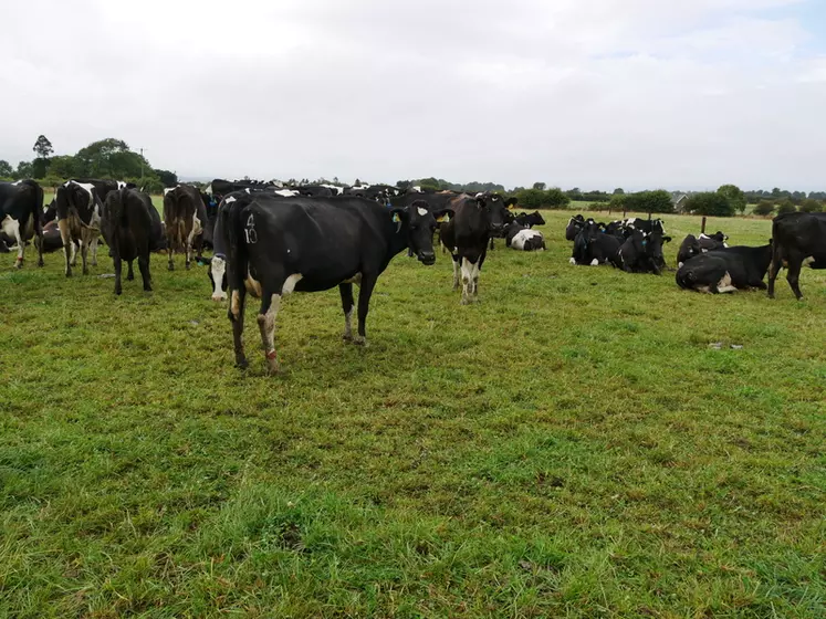 vaches laitières, Irlande, prairies