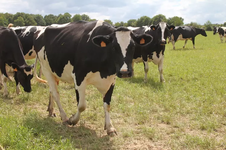 prim'Holstein, Loire-Atlantique