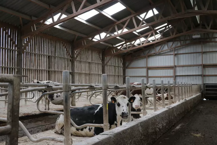 Fin février ne restaient dans le bâtiment que les vaches qui devaient vêler en avril. Les logettes sont chargées avec du carbonate de calcium. 