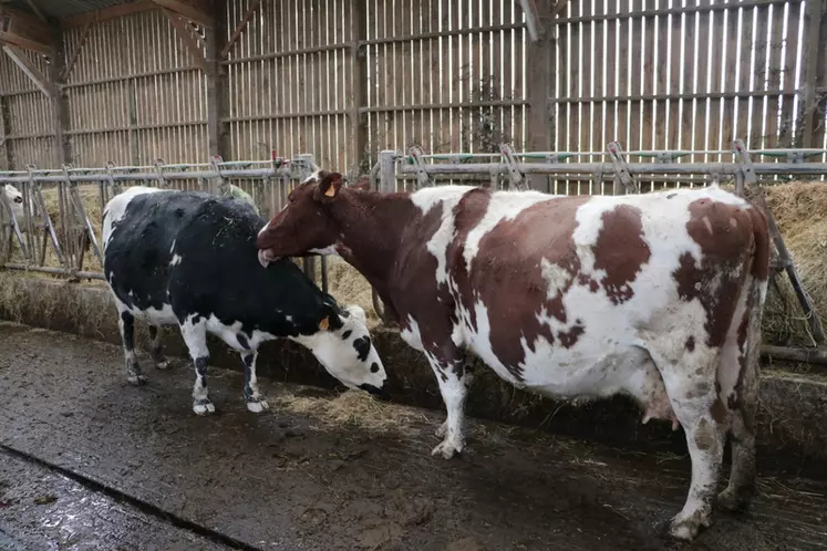 Le Gaec a commencé les croisements laitiers dès 2013. Depuis, une douzaine de races ont été utilisées pour les inséminations des vaches.