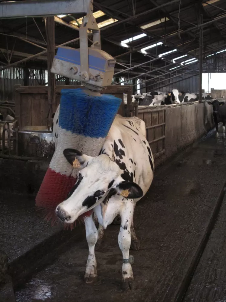 bien-être animal, vache laitière, brosse, bâtiment