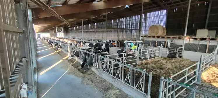 bâtiment vaches laitières en Alsace, avec149  logettes creuses paille-chaux