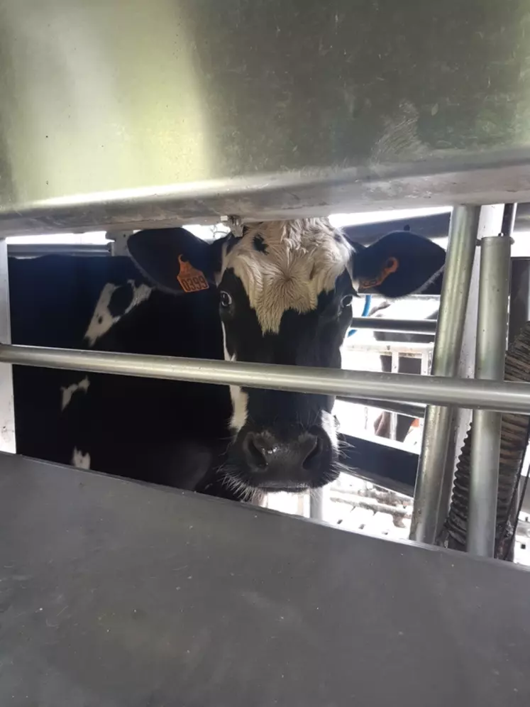 vache dans un robot de traite