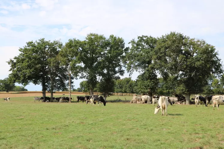 Les filières bovines regrettent que la Cour des comptes ne mettent pas assez en avant les externalités positives de l'élevage bovin en France.