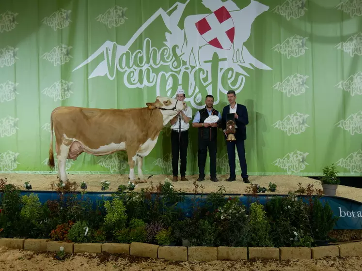 Harlem 29 (Romario) - Elevage Salelles Pierre en Aveyron – Grande championne Simmental