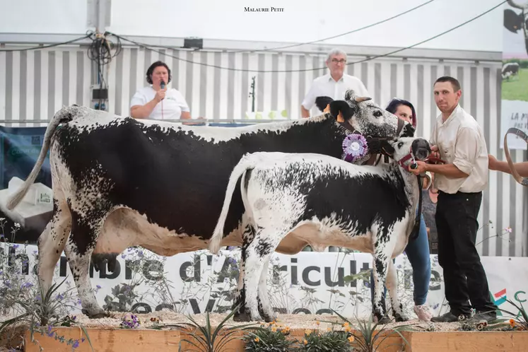 « 1193 » (Tokay) - Ferme d’Aneuménil (88) - Championne allaitante