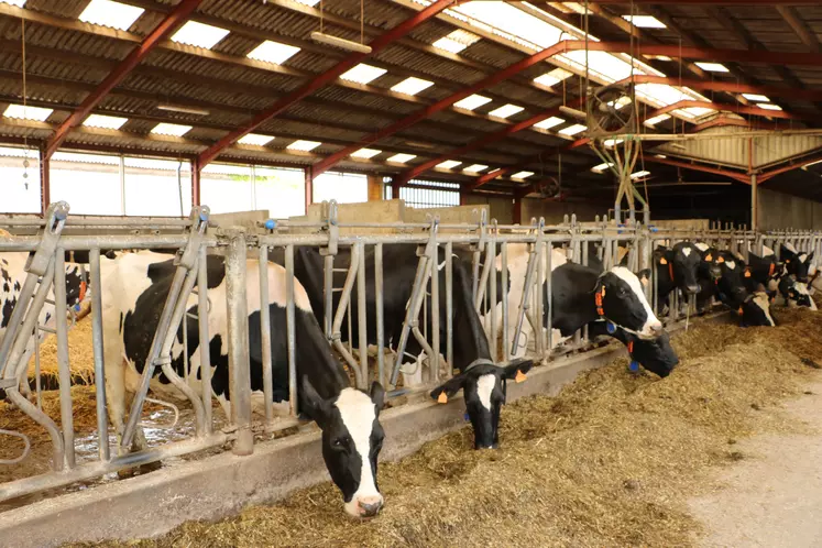 vaches laitières au cornadis