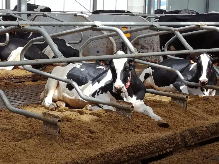 Quelle est la durée de vie d'une vache ?