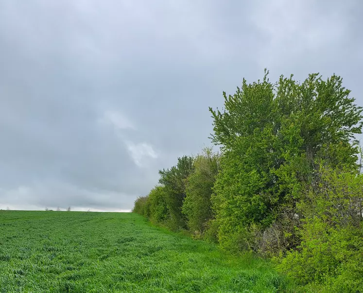 Haie du Gaec Vidal, dans le Cantal