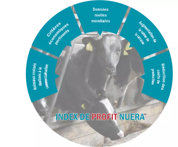 Bovec : NuEra Profit, un index pour optimiser ses croisements viande