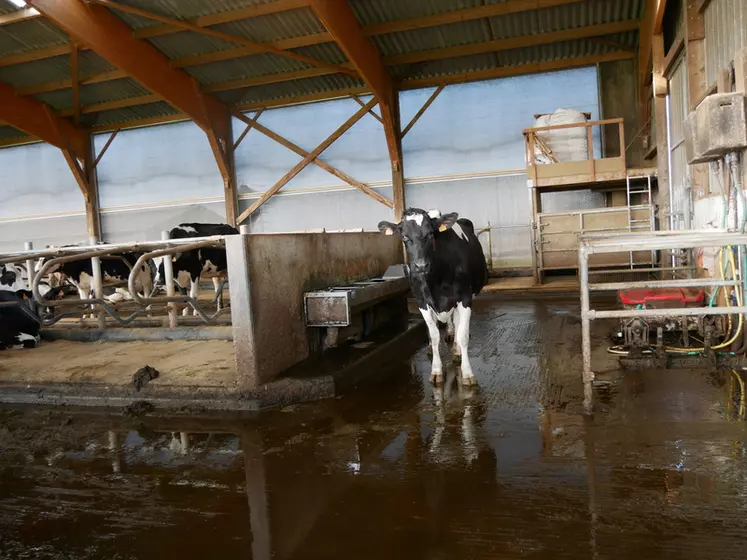 stabulation vaches laitières en Loire-Atlantique, logettes, matelas à eau, filet brise-vent abreuvoir 