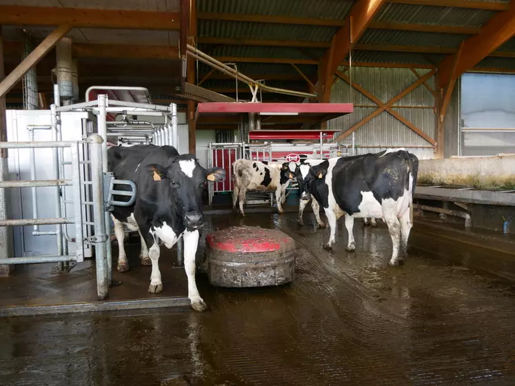 stabulation vaches laitières en Loire-Atlantique, logettes, matelas à eau, filet brise-vent abreuvoir 
