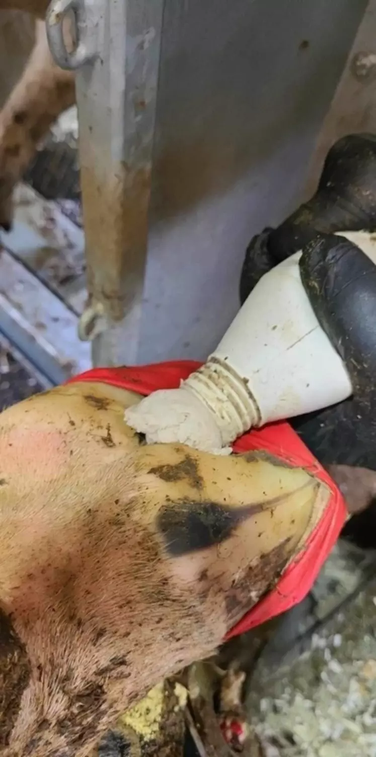 traitement d'un pied de vache atteint de mortellaro  par le vétérinaire Pieter Geboers