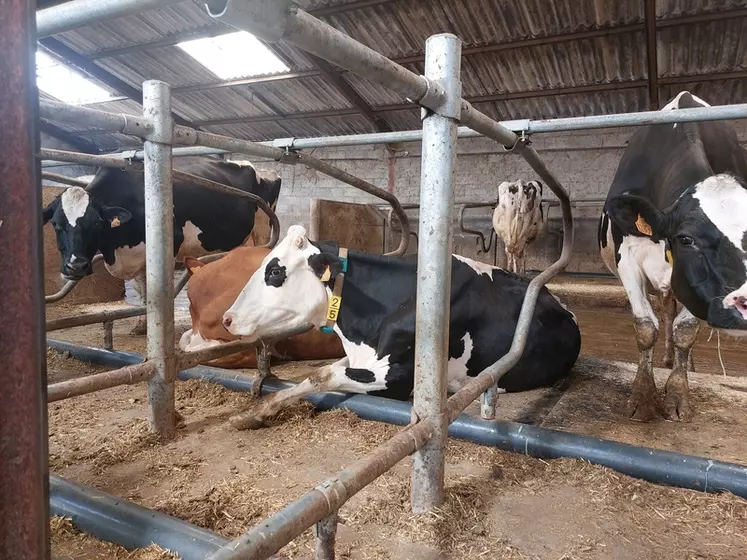 L'arrêtoir au sol de forme cylindrique en PVC permet à la vache de se caler quand elle est couchée, tout en offrant du confort.